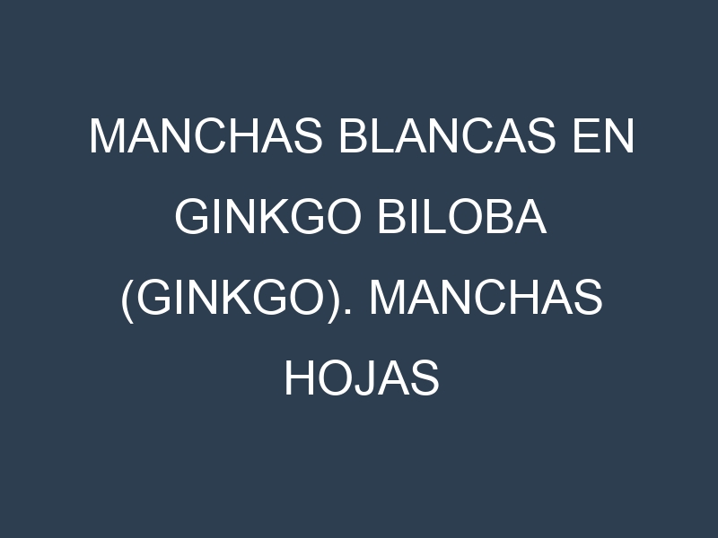 Manchas blancas en Ginkgo biloba (Ginkgo). Manchas hojas blancas en Ginkgo biloba (Ginkgo).