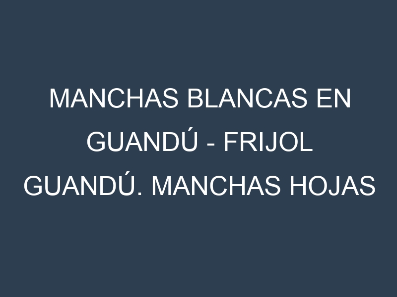 Manchas blancas en Guandú – Frijol guandú. Manchas hojas blancas en Guandú – Frijol guandú.