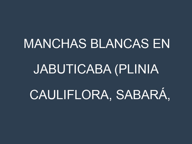 Manchas blancas en Jabuticaba (Plinia cauliflora, Sabará, Paulista, Rajada). Manchas hojas blancas en Jabuticaba (Plinia cauliflora, Sabará, Paulista, Rajada).