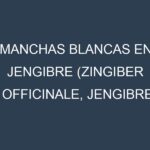 Manchas blancas en Jengibre (Zingiber officinale, Jengibre común, Jengibre fresco). Manchas hojas blancas en Jengibre (Zingiber officinale, Jengibre común, Jengibre fresco).