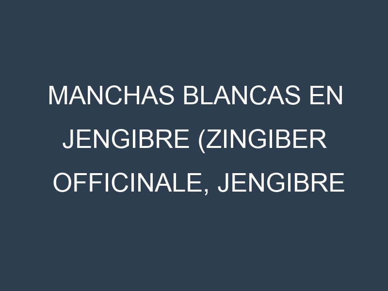 Manchas blancas en Jengibre (Zingiber officinale, Jengibre común, Jengibre fresco). Manchas hojas blancas en Jengibre (Zingiber officinale, Jengibre común, Jengibre fresco).