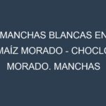 Manchas blancas en Maíz morado – Choclo morado. Manchas hojas blancas en Maíz morado – Choclo morado.