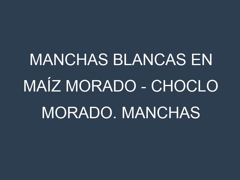 Manchas blancas en Maíz morado – Choclo morado. Manchas hojas blancas en Maíz morado – Choclo morado.