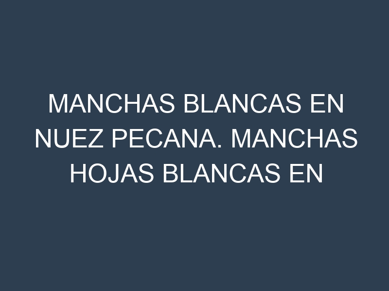 Manchas blancas en Nuez pecana. Manchas hojas blancas en Nuez pecana.