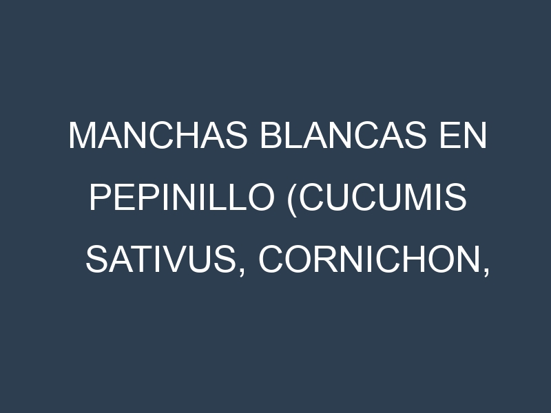 Manchas blancas en Pepinillo (Cucumis sativus, Cornichon, Gherkin, Parisian Pickling). Manchas hojas blancas en Pepinillo (Cucumis sativus, Cornichon, Gherkin, Parisian Pickling).