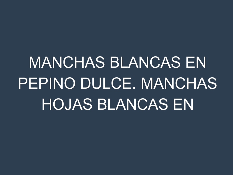 Manchas blancas en Pepino dulce. Manchas hojas blancas en Pepino dulce.