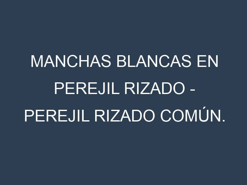 Manchas blancas en Perejil rizado – Perejil rizado común. Manchas hojas blancas en Perejil rizado – Perejil rizado común.
