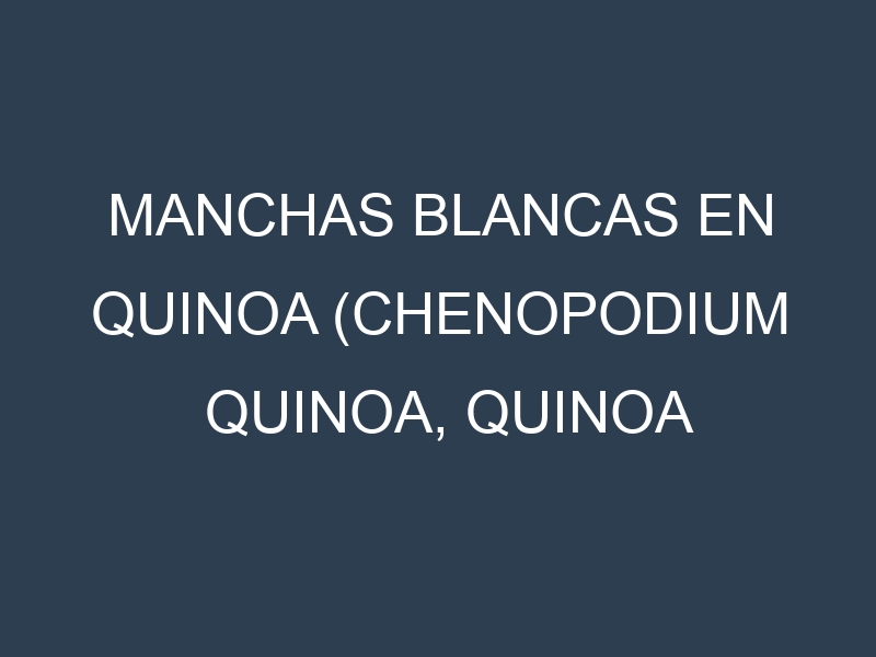 Manchas blancas en Quinoa (Chenopodium quinoa, Quinoa blanca, Quinoa roja). Manchas hojas blancas en Quinoa (Chenopodium quinoa, Quinoa blanca, Quinoa roja).