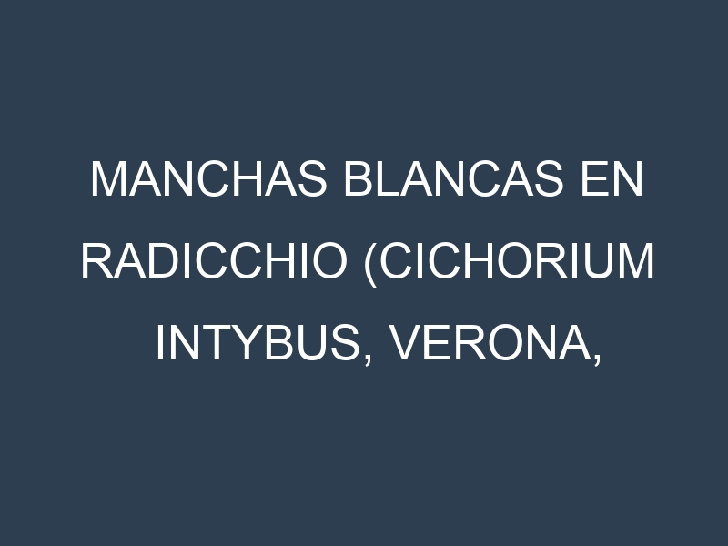 Manchas blancas en Radicchio (Cichorium intybus, Verona, Treviso, Rosso di Chioggia). Manchas hojas blancas en Radicchio (Cichorium intybus, Verona, Treviso, Rosso di Chioggia).