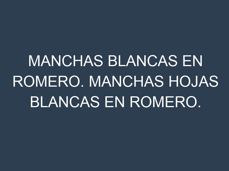 Manchas blancas en Romero. Manchas hojas blancas en Romero.