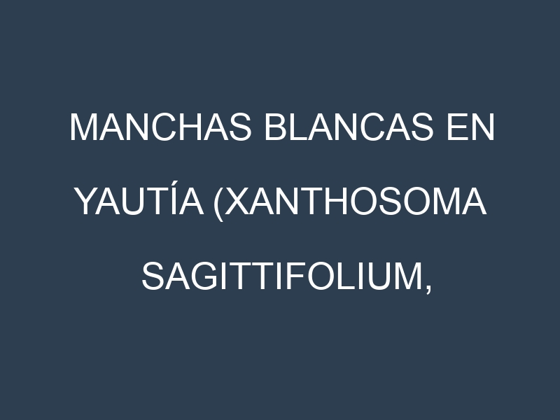 Manchas blancas en Yautía (Xanthosoma sagittifolium, Tannia, Malanga, Cocoyam). Manchas hojas blancas en Yautía (Xanthosoma sagittifolium, Tannia, Malanga, Cocoyam).