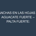 Manchas en las hojas de Aguacate fuerte – Palta fuerte: Identificación, Causas y Estrategias de Control Efectivo