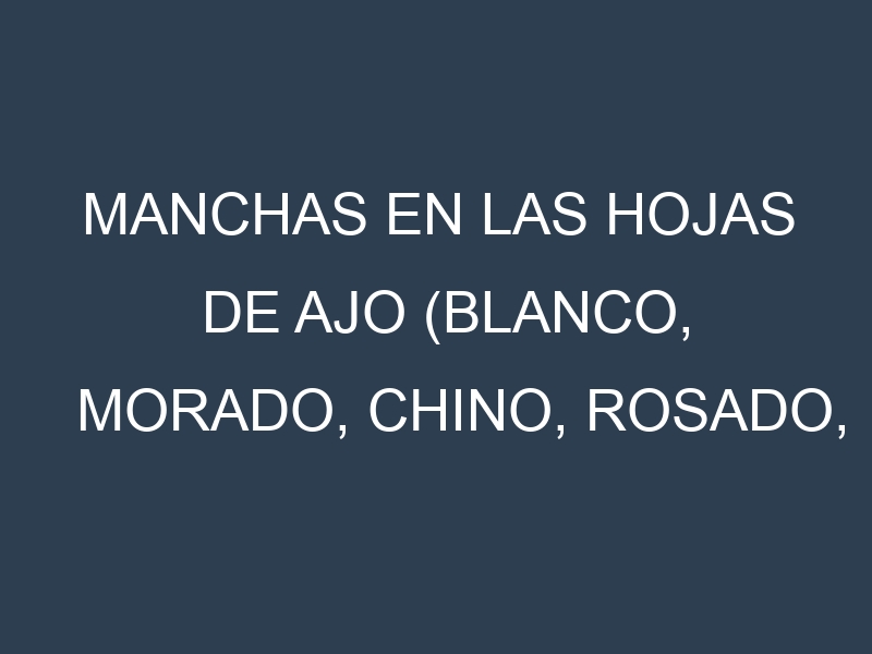 Manchas en las hojas de Ajo (Blanco, Morado, Chino, Rosado, Elefante): Identificación, Causas y Estrategias de Control Efectivo