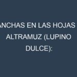 Manchas en las hojas de Altramuz (lupino dulce): Identificación, Causas y Estrategias de Control Efectivo
