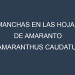 Manchas en las hojas de Amaranto (Amaranthus caudatus, kiwicha): Identificación, Causas y Estrategias de Control Efectivo