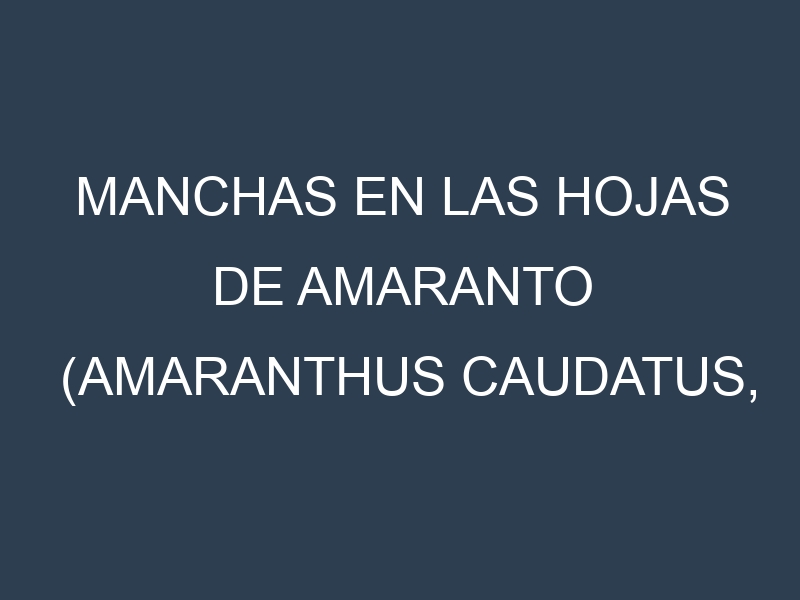 Manchas en las hojas de Amaranto (Amaranthus caudatus, kiwicha): Identificación, Causas y Estrategias de Control Efectivo