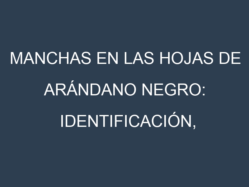 Manchas en las hojas de Arándano negro: Identificación, Causas y Estrategias de Control Efectivo