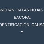Manchas en las hojas de Bacopa: Identificación, Causas y Estrategias de Control Efectivo