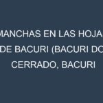 Manchas en las hojas de Bacuri (Bacuri do cerrado, Bacuri Graúdo, Bacuri de Gado, Bacuri Vermelho, Bacurizeiro): Identificación, Causas y Estrategias de Control Efectivo