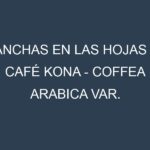 Manchas en las hojas de Café Kona – Coffea arabica var. kona: Identificación, Causas y Estrategias de Control Efectivo