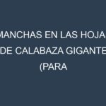 Manchas en las hojas de Calabaza gigante (para competiciones): Identificación, Causas y Estrategias de Control Efectivo
