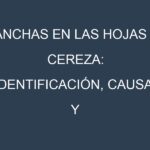 Manchas en las hojas de Cereza: Identificación, Causas y Estrategias de Control Efectivo