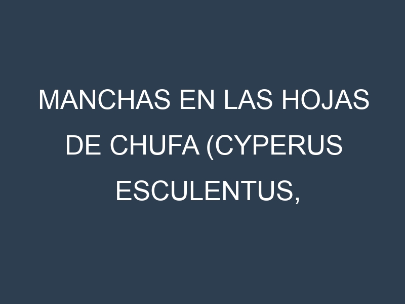 Manchas en las hojas de Chufa (Cyperus esculentus, tigernut): Identificación, Causas y Estrategias de Control Efectivo