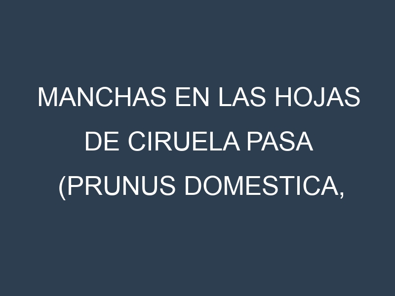 Manchas en las hojas de Ciruela pasa (Prunus domestica, prune): Identificación, Causas y Estrategias de Control Efectivo