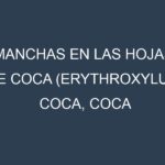 Manchas en las hojas de Coca (Erythroxylum coca, coca plant): Identificación, Causas y Estrategias de Control Efectivo