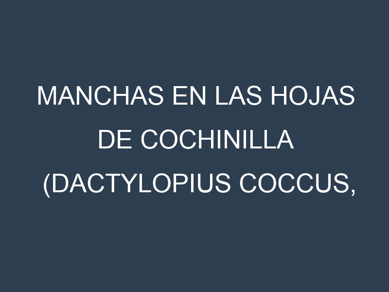 Manchas en las hojas de Cochinilla (Dactylopius coccus, cochineal insect): Identificación, Causas y Estrategias de Control Efectivo