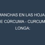 Manchas en las hojas de Cúrcuma – Curcuma longa: Identificación, Causas y Estrategias de Control Efectivo