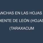 Manchas en las hojas de Diente de león (hojas) (Taraxacum officinale, Common Dandelion, French Dandelion, Red Dandelion, Italian Dandelion): Identificación, Causas y Estrategias de Control Efectivo