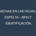 Manchas en las hojas de Espelta – Spelt: Identificación, Causas y Estrategias de Control Efectivo
