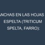 Manchas en las hojas de Espelta (Triticum spelta, farro): Identificación, Causas y Estrategias de Control Efectivo