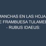 Manchas en las hojas de Frambuesa Tulameen – Rubus idaeus: Identificación, Causas y Estrategias de Control Efectivo
