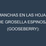 Manchas en las hojas de Grosella espinosa (gooseberry): Identificación, Causas y Estrategias de Control Efectivo
