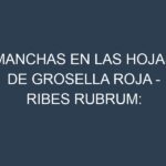 Manchas en las hojas de Grosella roja – Ribes rubrum: Identificación, Causas y Estrategias de Control Efectivo