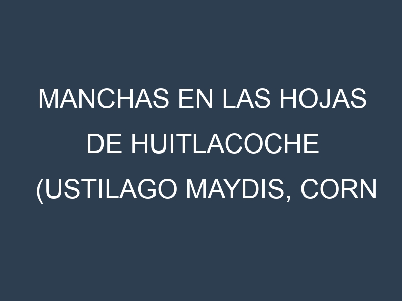 Manchas en las hojas de Huitlacoche (Ustilago maydis, corn smut): Identificación, Causas y Estrategias de Control Efectivo