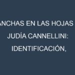 Manchas en las hojas de Judía cannellini: Identificación, Causas y Estrategias de Control Efectivo