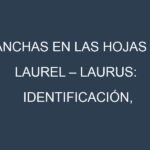 Manchas en las hojas de Laurel – Laurus: Identificación, Causas y Estrategias de Control Efectivo