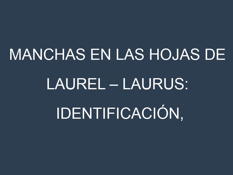 Manchas en las hojas de Laurel – Laurus: Identificación, Causas y Estrategias de Control Efectivo