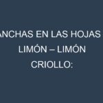 Manchas en las hojas de Limón – Limón criollo: Identificación, Causas y Estrategias de Control Efectivo
