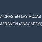 Manchas en las hojas de Marañón (anacardo): Identificación, Causas y Estrategias de Control Efectivo