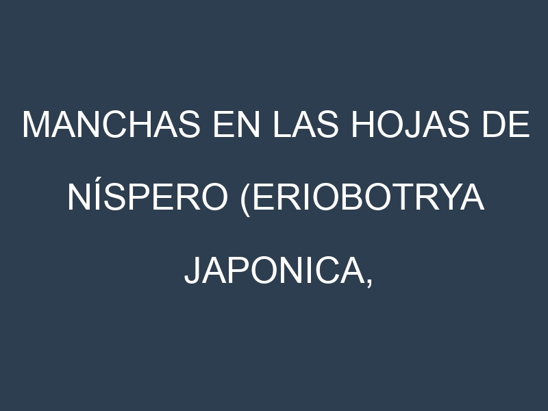 Manchas en las hojas de Níspero (Eriobotrya japonica, loquat): Identificación, Causas y Estrategias de Control Efectivo