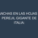 Manchas en las hojas de Perejil gigante de Italia: Identificación, Causas y Estrategias de Control Efectivo