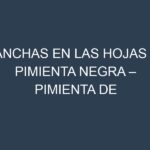 Manchas en las hojas de Pimienta negra – Pimienta de Tabasco: Identificación, Causas y Estrategias de Control Efectivo