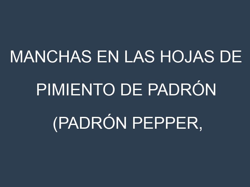 Manchas en las hojas de Pimiento de padrón (Padrón pepper, piment doux): Identificación, Causas y Estrategias de Control Efectivo