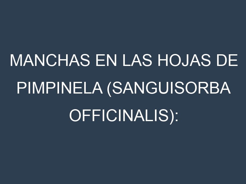 Manchas en las hojas de Pimpinela (Sanguisorba officinalis): Identificación, Causas y Estrategias de Control Efectivo