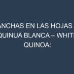 Manchas en las hojas de Quinua blanca – White quinoa: Identificación, Causas y Estrategias de Control Efectivo