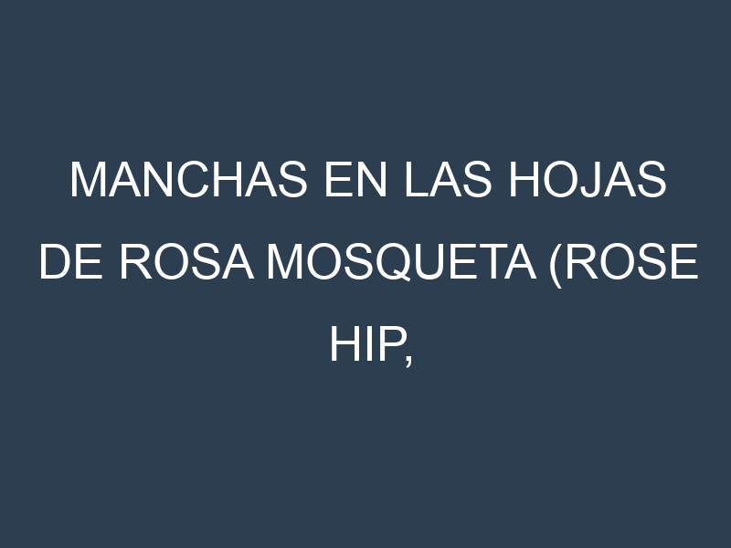Manchas en las hojas de Rosa mosqueta (Rose hip, cynorrhodon): Identificación, Causas y Estrategias de Control Efectivo